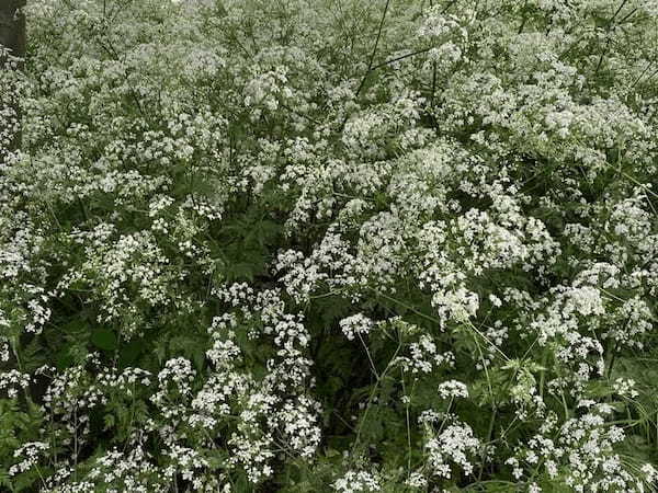 イギリスの季節の花々の織りなす絶景を楽しもう！