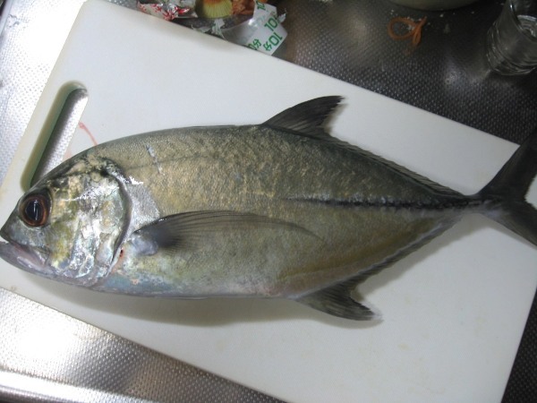 【連載】マアジの居ない地域で堤防アジング！ええ、釣れたから食べます！