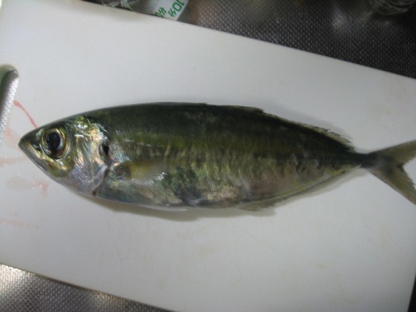 【連載】マアジの居ない地域で堤防アジング！ええ、釣れたから食べます！