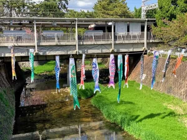 今年も夙川に泳ぐ”こいのぼり”