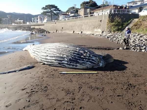 【衝撃】クジラの胃から見つかる大量のプラごみ。海獣学者が危惧する生態系破壊