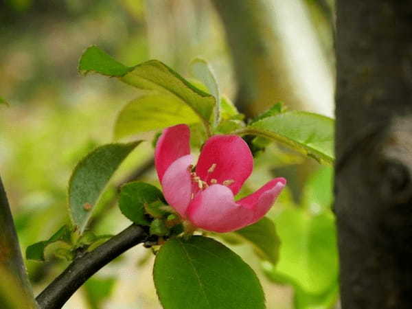 花梨の花言葉はなに？縁起物として昔から庭木にされる花梨は梨とは無関係だった
