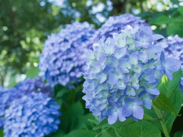 梅雨時に咲き誇る「紫陽花」。その英語表記とは?