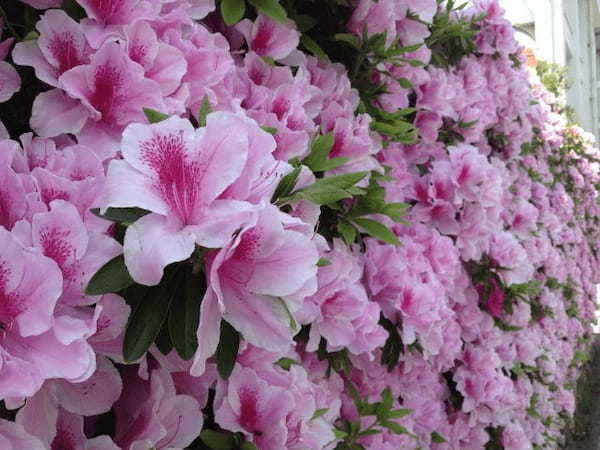 アザレアとはどんな花？その花言葉は浪費家や大酒飲みに贈りたくなるものなのです！！