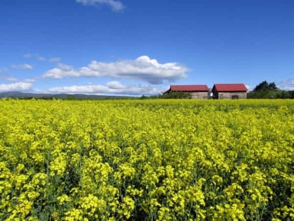 妻と訪ねた滝川市の「菜の花まつり」