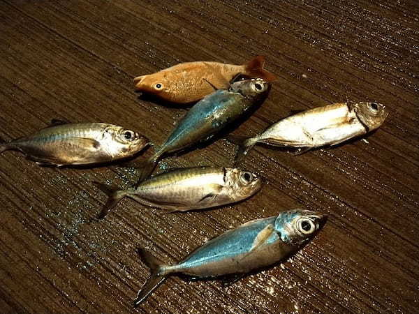 【連載】釣って食べるシリーズ第十弾！絶品ギガメアジを堪能する！前編