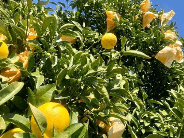 伊豆産ニューサマーオレンジパフェを期間限定販売