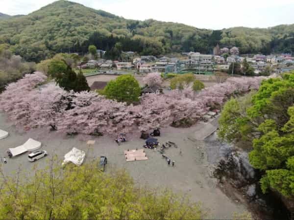 桜でととのうin埼玉！花見しながら「絶景エクストリームサウナ」を楽しむ