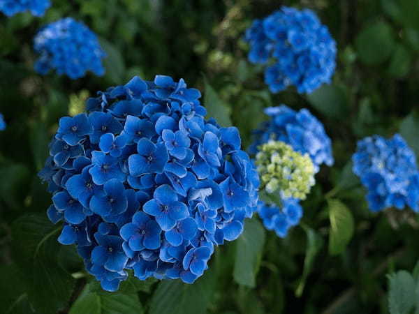 「紫陽花」が見頃を迎える時期はいつ?地域によって差があるようです