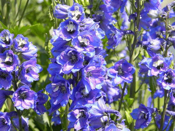 サムシングブルーとしてブーケに使用される「デルフィニウム」、その花言葉は?
