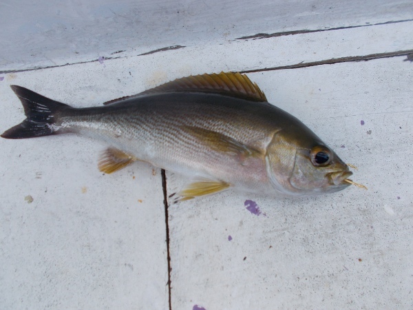 イサキ 船釣り特集｜船から狙うコマセ釣りの方法とコツを釣行レポート！