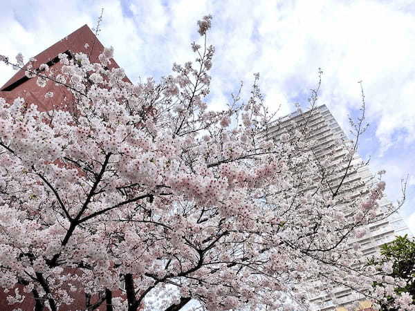 iPhoneで「桜」をきれいに撮る方法 – ちょっとしたコツで周りに差をつける7つのワザ！