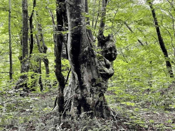 【秋田】森の巨人「あがりこ大王」を見に行こう！獅子ヶ鼻湿原の歩き方