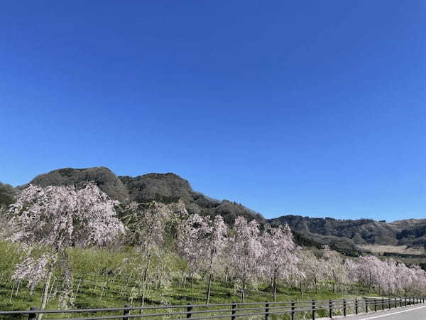 【阿蘇郡高森町】早よ行かんと散ってしまうばい！１.５kmの桜ロードが幻想的な「サクラミチ」に行ってきた！