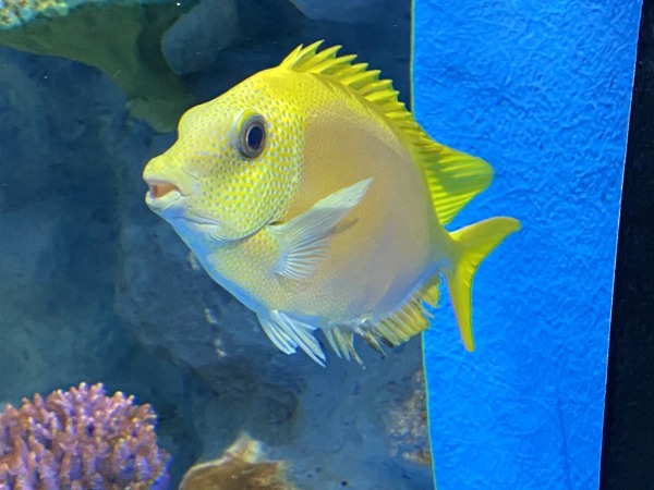 【連載】沖縄空港から一番近水族館！DMMかりゆし水族館最新技術がすごい！