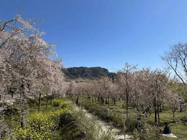 【阿蘇郡高森町】早よ行かんと散ってしまうばい！１.５kmの桜ロードが幻想的な「サクラミチ」に行ってきた！