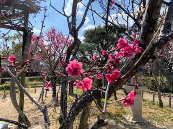 西宮の梅の開花をちょっと【西宮フォト】