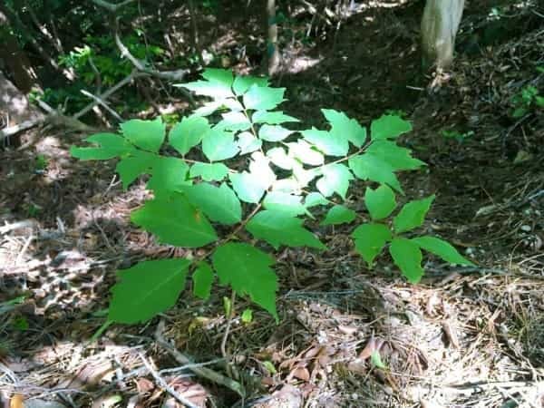 宝塚から「樫ヶ峰（461.1m）」を越えて、西宮へ帰ってみた【にしつーアウトドア】