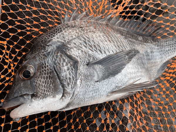 磯フカセ釣りにおすすめの竿(ロッド)はこれだ!