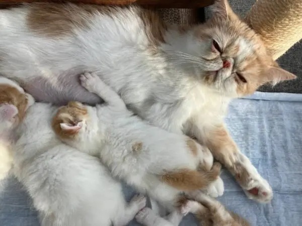 子猫のごはんの取り合い対策に！「一蘭」の味集中カウンター方式を採用