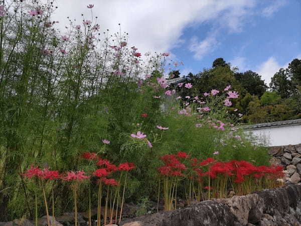 【行ったつもりシリーズ】埼玉県の飯能・日高エリアをサイクリング＜1＞500万本の曼珠沙華が咲く巾着田へ