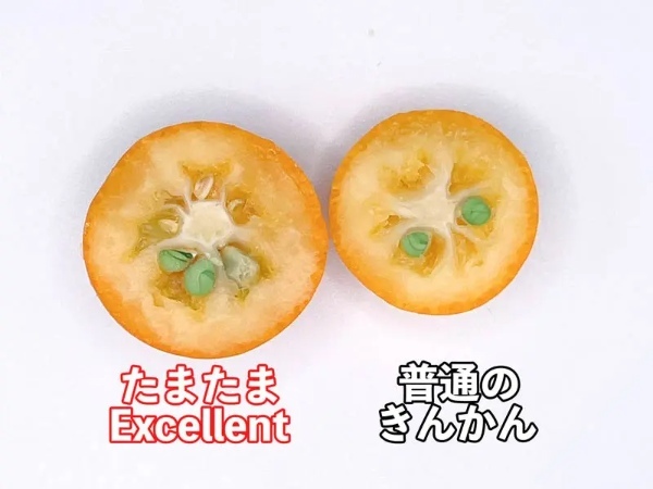 たまたまの最高峰「たまたまエクセレント」買ってみた 完熟きんかん上位約3%の高級品