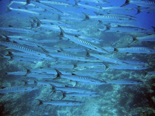 「かます」とはどんな魚？その漢字表記が難しい！？