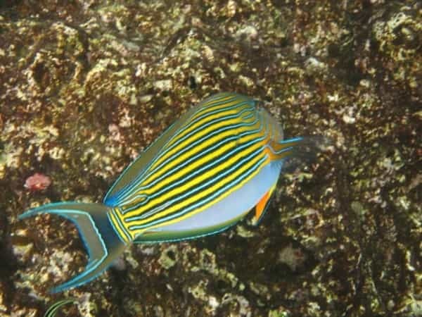 【青の洞窟】沖縄でのシュノーケルは真栄田岬で決まり！神秘的な世界を体験しよう