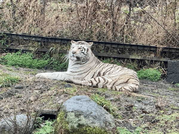 約48年ぶりの訪問！「九州自然動物公園アフリカンサファリ」園内レポート