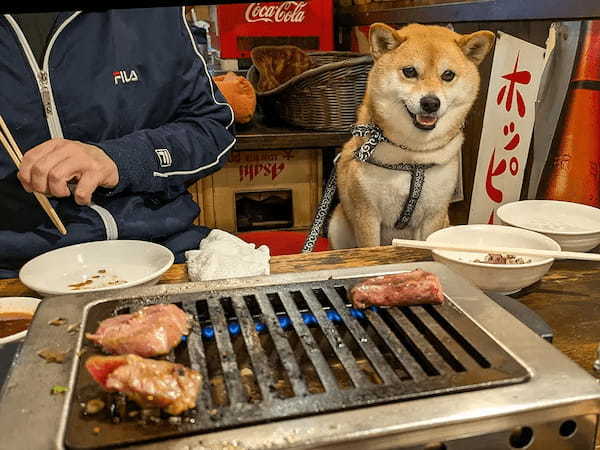 なめたらアカンぜよ……！任侠映画の表情でオヤツをくわえる柴犬