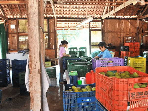 ブラジルの中の日本人たち 弓場農場