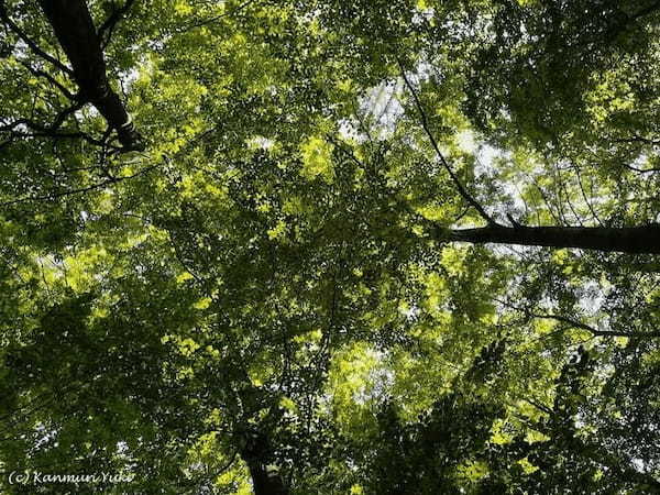 【ドイツ】の西端：アイフェル国立公園