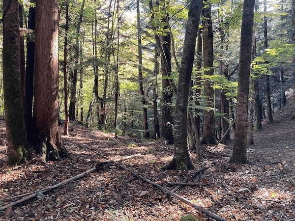 【群馬県】面積の約95%が森林という、自然に溢れた上野村で私が受け取ったものとは？