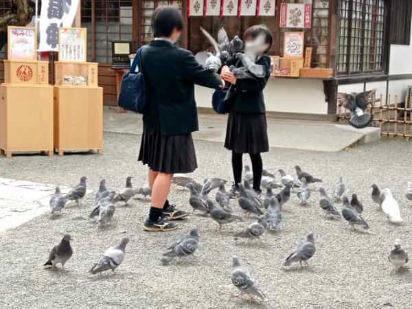 鎌倉の「鶴岡八幡宮」徹底ガイド！ 大河ドラマ館も含めた見どころ紹介