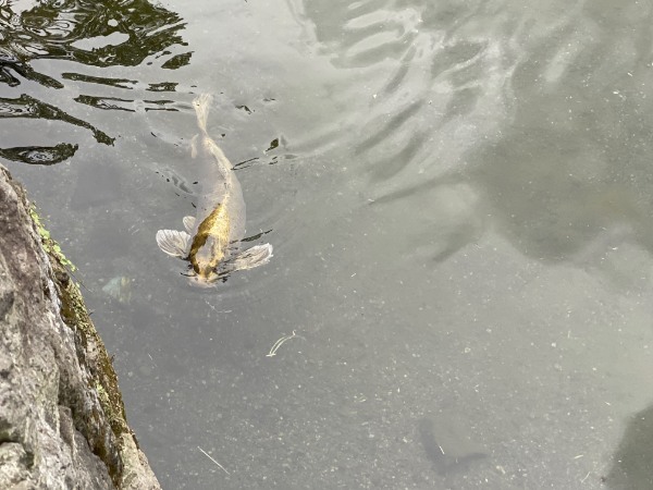 平成初期に流行した人面魚は今どうしているのか調べてみました。