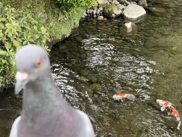 平成初期に流行した人面魚は今どうしているのか調べてみました。