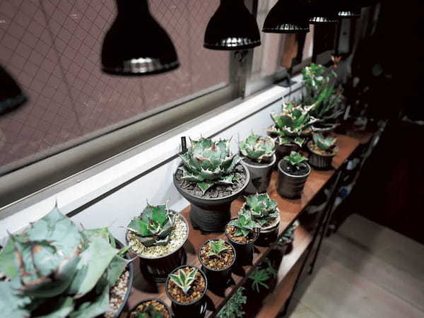 アクアリウムと植物に囲まれた自然を感じられる暮らし｜あの人の趣味部屋