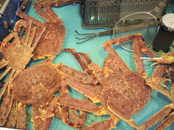タラバガニは、カニではなくヤドカリの仲間!?カニとの明確な相違点は?
