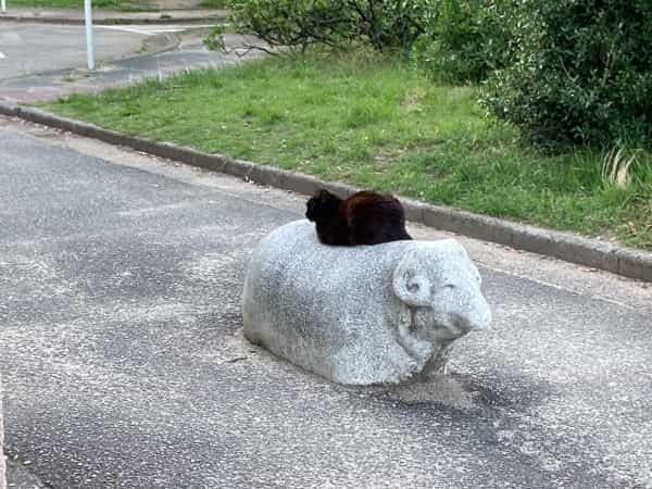 かわいいアイツの背中で猫が休憩してる