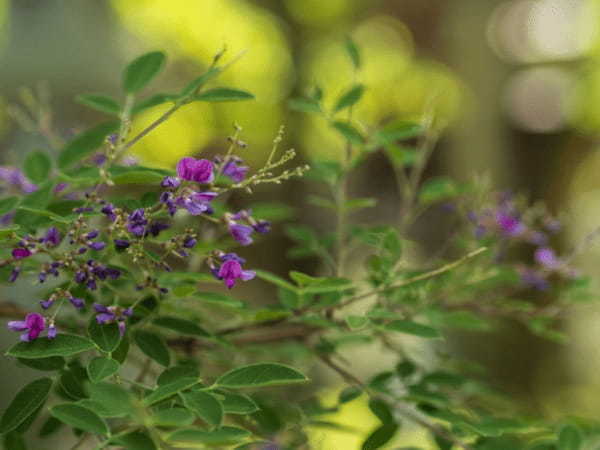 「秋の七草」にはどんな名前の植物がある?その覚え方は?