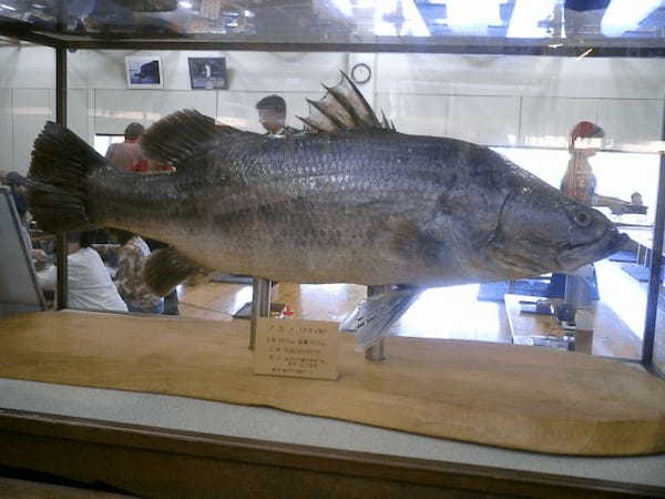 【日本三大怪魚】それは希少性の高い釣り人たちの憧れの魚たち！！