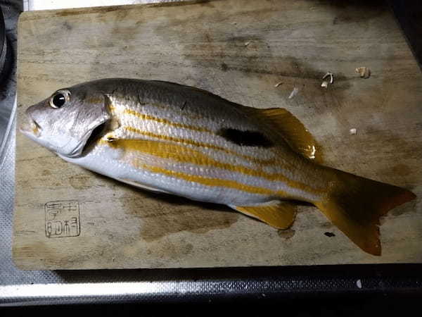 【連載】釣って食べるシリーズ第12弾。ぶっこみで釣れた高級魚をムニエルに！