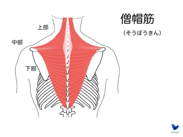 ラットプルダウンは背筋トレーニングに効果大！正しいやり方を解説！