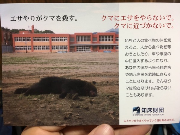 「エサやりがクマを殺す。」観光客が与えた1本のソーセージで悲しい最後となった熊の悲劇