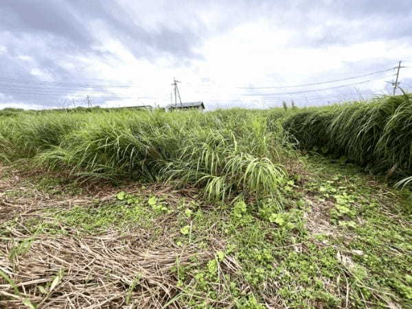 【阿蘇市】期間限定！自然の巨大迷路「すすきの迷路」で本気で迷子になった。