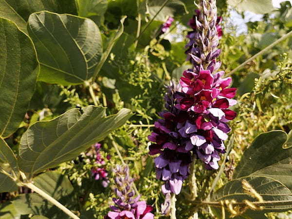 「秋の七草」にはどんな名前の植物がある?その覚え方は?