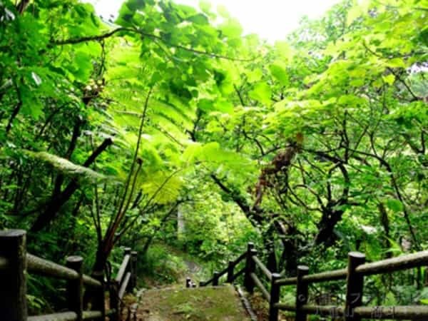 沖縄／石垣島のバンナ公園で森林浴