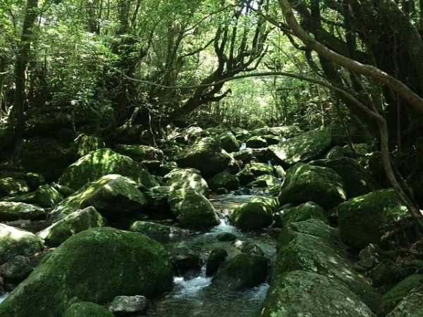 【初めてでも安心】屋久島のトレッキングガイド！準備物やおすすめのコースをご紹介！