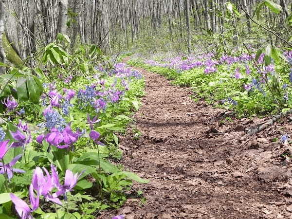 【北海道】突哨山（とっしょうざん）で春の妖精たちに出逢った