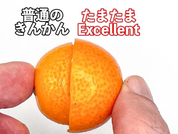たまたまの最高峰「たまたまエクセレント」買ってみた 完熟きんかん上位約3%の高級品